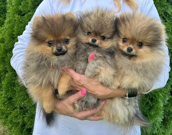 Pomeranian s PP,  Chovatelská stanica Nucháčik poms - 2