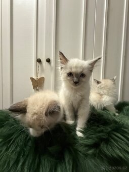 Ragdoll - 2