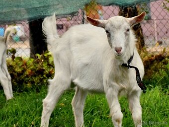 Kozel český bílý - 2