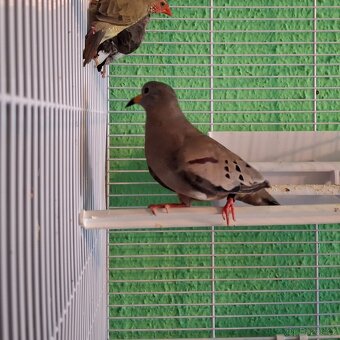 holoubek zlatozobý samec - 2