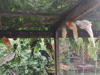 Papoušek zpěvavý - 2