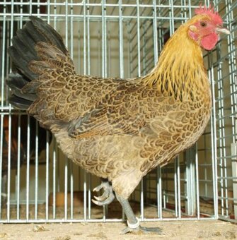 Kuřata české zlaté kropenky - 2