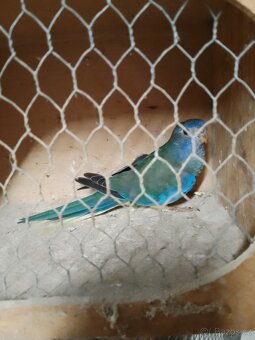 Neofema modrohlava - 2