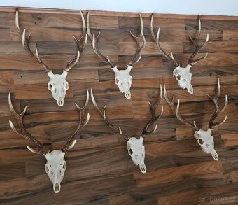 Lovecké trofeje - 2