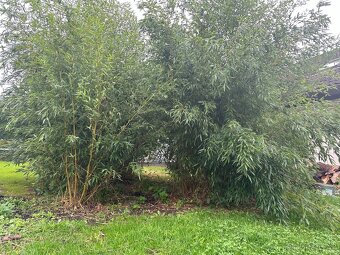 Zahradní bambus - 2