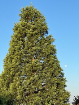 Sekvojovec obrovský 60 cm - 2