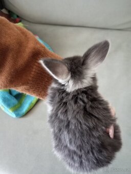 Zakrslý beránek králíček - 2