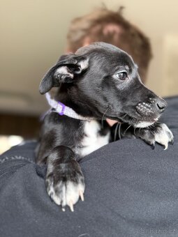 Štěňátka labradora a Border kolie - 2