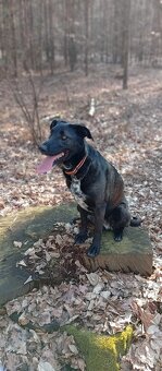 Daruji fenku křížence - 2