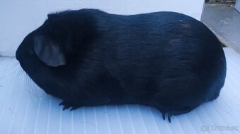 Sameček morčete - 2