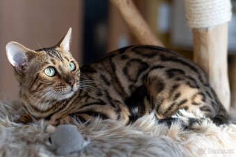 Bengálská koťata s PP - 2