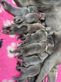 štěňátka Cane Corso - 2