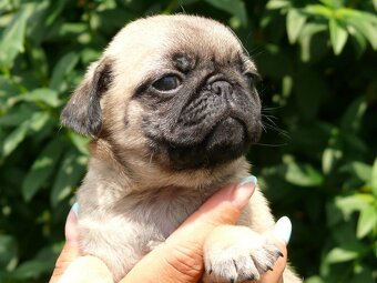 Mops - Štěňátka - 2