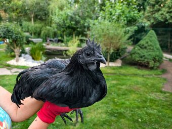 Cemani kohout - 2