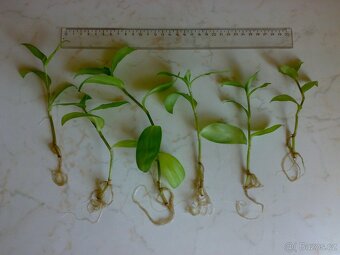 Voděnka Tradescantia fluminensis „Viridis“- zakořeněné řízky - 2