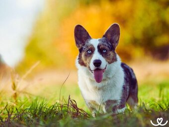 Welsh Corgi Cardigan - 2