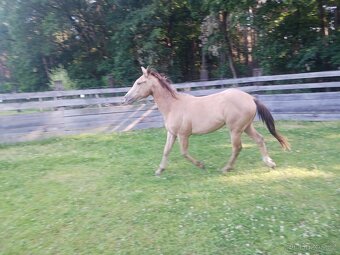 Prodám Qh valacha - 2