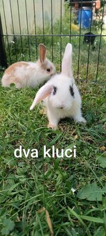 Zakrslí beránek - 2