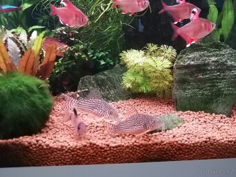 Krásné rybičky a krevetky rychlé vyzvednutí sleva - 2