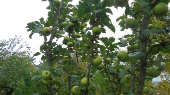 švestky na kvas - 2