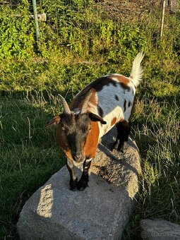 Holandská zakrslá koza s PoP - 2