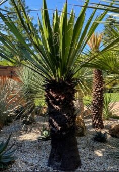 Yucca Carnerosana + Yucca Faxoniana včetně květináčů - 2