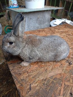 stříbřitý malý - 2