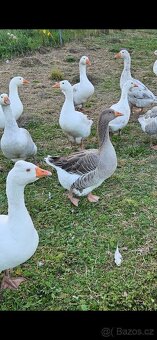 Landeská husa a houser - 2