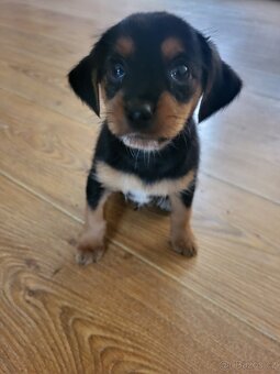 Stenatko krizence, male plemeno - 2