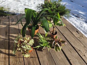 Pokojové rostliny - 2