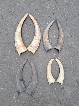 Trofeje, rohy 15-25cm - 2