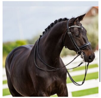 10ti letý černý KWPN valach po Glamourdale - 2