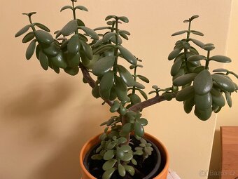 Rostlina Tlustice - 2