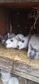 Kalifornský modrý a Kuní velký modrý - 2