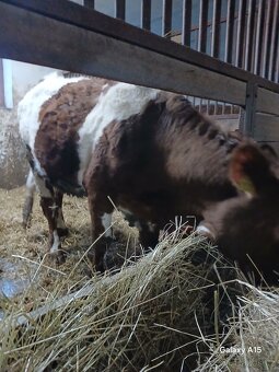 Prodám brezi jalovici - 2