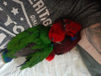 Eklektus polychoros - 2