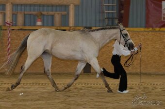 Appaloosa - 2