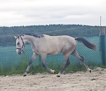 Beluš - 2