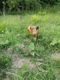 Čistokrevná selata kune kune - 2
