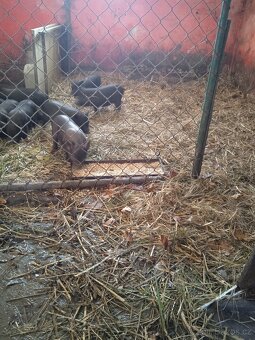 Vietnamské selata - 2