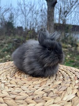 Zakrslý králík lvíček - 2