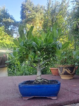 Bonsai,bonsaj Ilex - 2