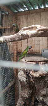 Alexandr růžový vousatý - 2