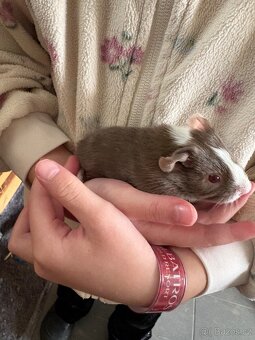 Prodám morčata - kluci - 2