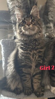 Mainská mývalí s PP - 2