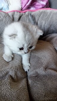 Britská whiskas a stříbřitá koťátka s PP - 2