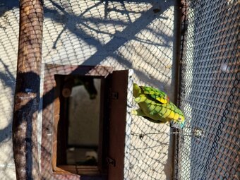 Amazoňan modročelý - 2