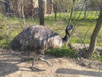 Pštros Emu - 2