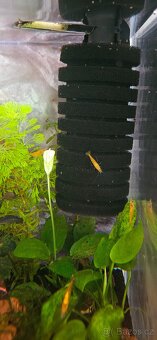 Krevetky neocaridina orange sakura - 2