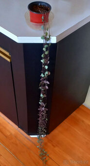 Svícník - Ceropegia - 2